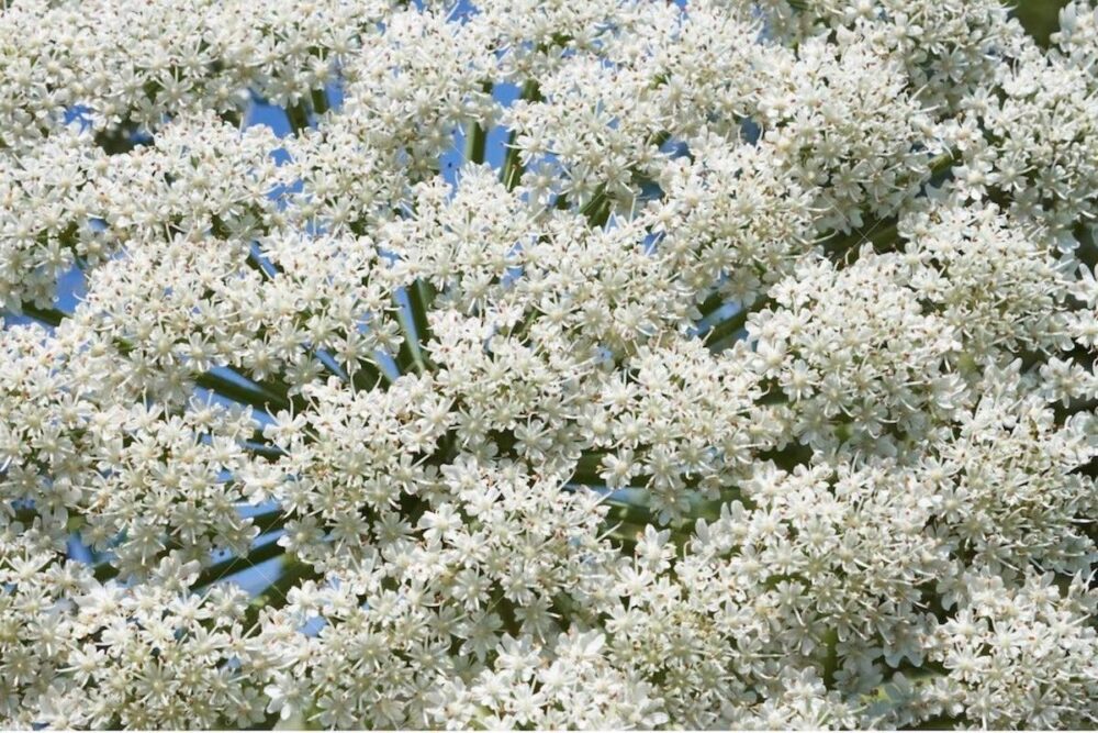 The Giant Hogweed has beautiful flowers yet its sap is very toxic GiantHogweed2 1200