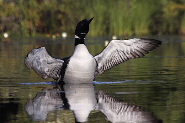 Loon attacking