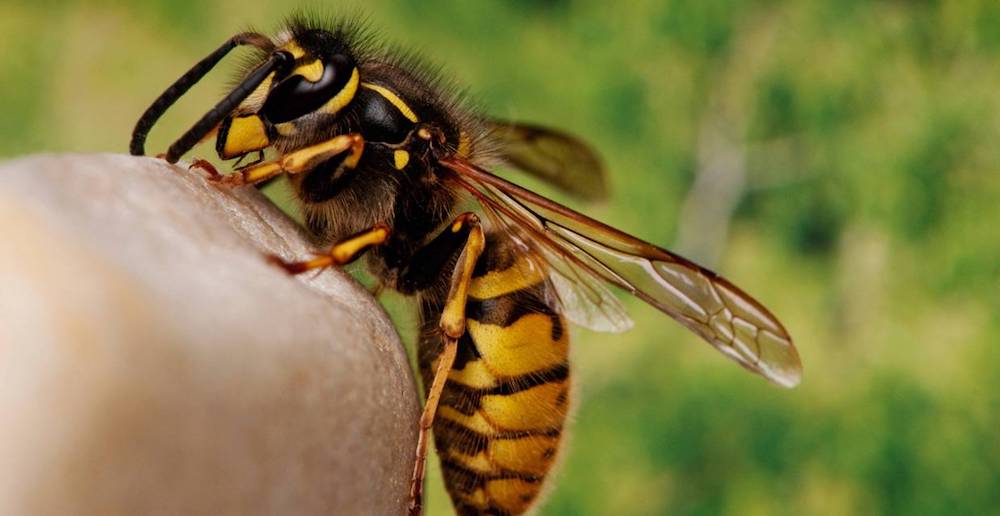 allergies bee 1000