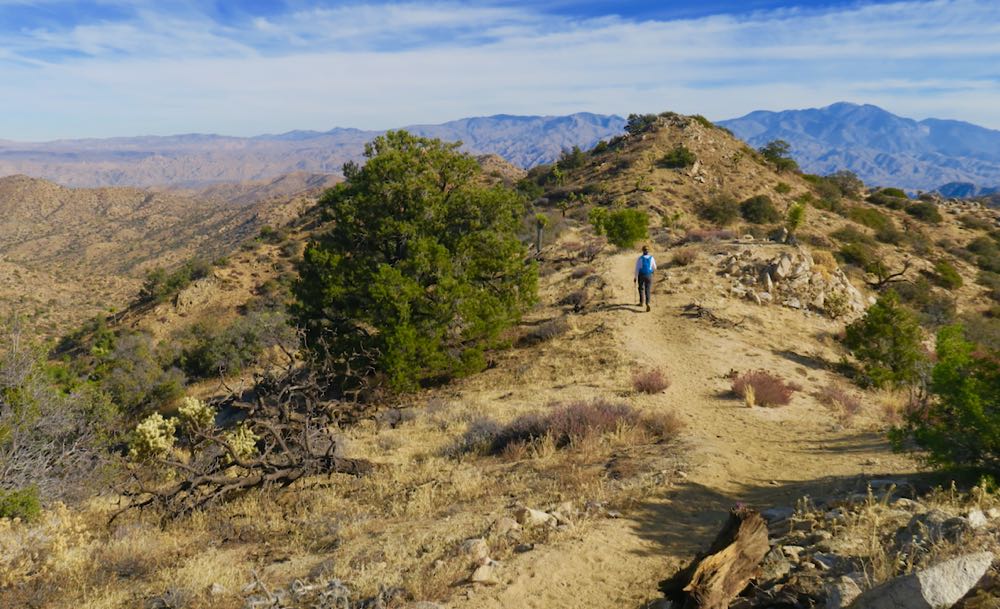 joshua tree08