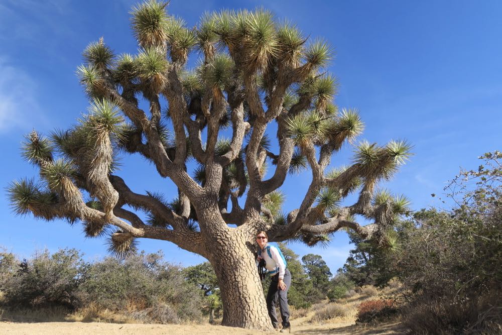 joshua tree11