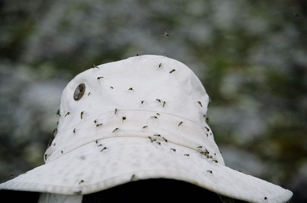 Bugs in the spring